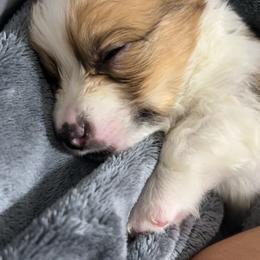 Pembroke Welsh Corgi Puppies from Alegandra’s Pembroke Welsh Corgis