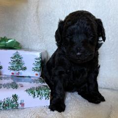 Double Doodle Puppies from Southern Sunshine Doodles