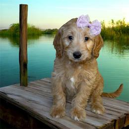 Chloe - Apricot female Goldendoodle puppy in Valdosta, Georgia from Designer Doodles of South GA
