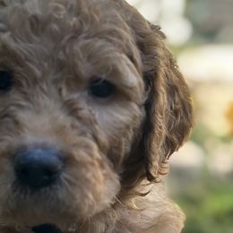 Tan Boy - Apricot Goldendoodle puppy in Pioneer, California from Poppy’s Precious Goldendoodles