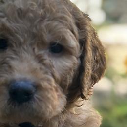 Tan Boy - Apricot Goldendoodle puppy in Pioneer, California from Poppy’s Precious Goldendoodles