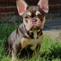 Maggie - French Bulldog puppy in Hartford, Connecticut from French Bulldogs Planet