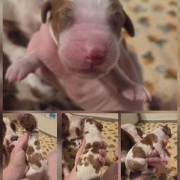 Boy - Red and white male Irish Red and White Setter puppy in Glenwood City, Wisconsin from NyaStar
