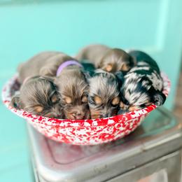 Dachshund Puppies from Cotton Hill Dachshunds