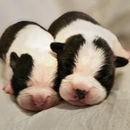 Boy 1 - Seal and white male Boston Terrier puppy in South Of Boston, Massachusetts from Boston Collections
