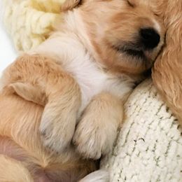 Goldendoodle Puppies from CharLia's Holistic English Cream Golden Retrievers & Doodles