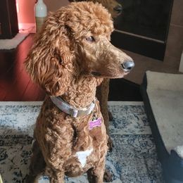 Poodles from Lake Houston Red Standard Poodles