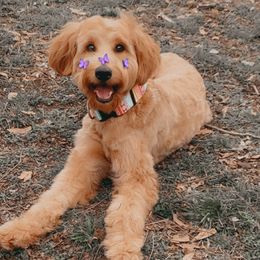 Dolly - Goldendoodle