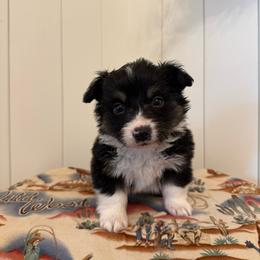 Crayon - Black and tan male Pembroke Welsh Corgi puppy in Red Bluff, California from Wilder Ranch Corgis