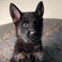 Teal collar boy - Bi-color male German Shepherd puppy in Coleta, Illinois from Four Leaf Farm- Vom Vierblättriges Bauernhof