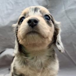 Juliet - Dapple female Dachshund puppy in Vero Beach, Florida from Joseph’s Dachshunds