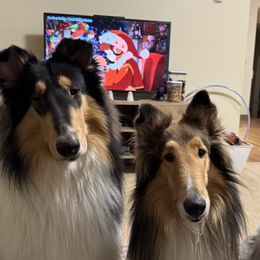 Collies from Relic Collies