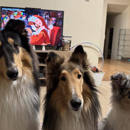 Collies from Relic Collies