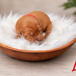 Luke ( red ) - Dark golden male Golden Retriever puppy in Centertown, Missouri from Redheaded Retrievers