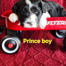 Prince - Black and white male Portuguese Water Dog puppy in Narvon, Pennsylvania from Prized Family Porties