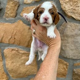 Nala girl(purple) - Blenheim Cavapoo puppy in Elk Ridge, Utah from Topnotchpoodles