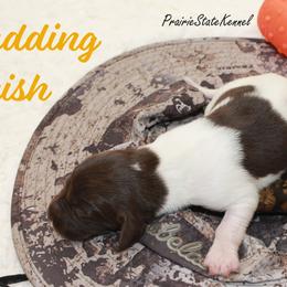 Budding Finish - Brown and white female Kleine Munsterlander puppy in New Lenox, Illinois from Prairie State Kennel