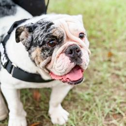 Molly - Bulldog