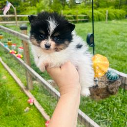 Chive (Black and Tan (Tri) Parti Male - Black and tan parti male Pomeranian puppy in Buck Valley, Pennsylvania from Buck Valley Pomeranians