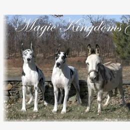 Great Dane All Grown Up from Magic Kingdoms Great Danes