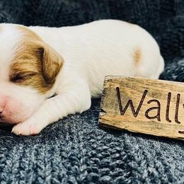 Wally - Blenheim male Cavapoo puppy in Miami, Oklahoma from BriarCreek Cavapoos