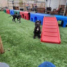 Great Dane and Yorkshire Terrier Puppies from Chuck City Danes