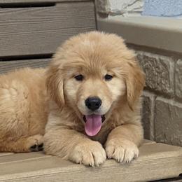 Australian Shepherd and Golden Retriever Puppies from Happy Valley Farms