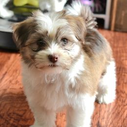 Havanese puppies from Hoppy Havanese