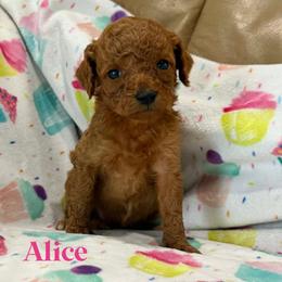 Alice - Red female Cockapoo puppy in Winnsboro, Texas from Happy Hollow Ranch