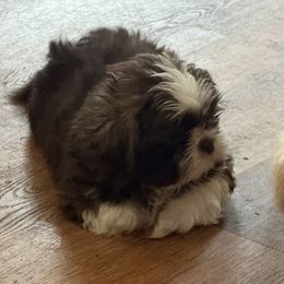 Axel - Red and white male Shih Tzu puppy in Covington, Georgia from Top Hats 2  Shih Tzu’s