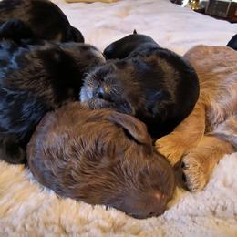 Australian Cobberdog Puppies from Lively Acres Cobberdogs
