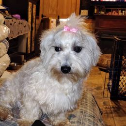 Faye or FayFay - Coton de Tulear