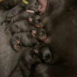 Mason - Black and rust male Doberman Pinscher puppy in Boyd, Texas from Team Feem Breeders