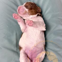 Girl 3 - Chocolate female Goldendoodle puppy in Murrieta, California from Apricot Poodles & Goldendoodles, LLC
