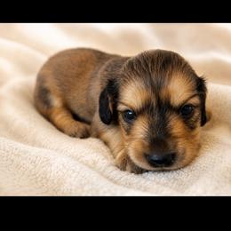Curley (shaded cream) - Cream male Dachshund puppy in Sebring, Florida from Mini Weenies