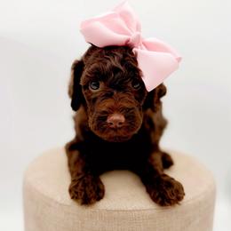 Sierra - Chocolate female Goldendoodle puppy in North Carolina from Tuxedo Mountain Doodles