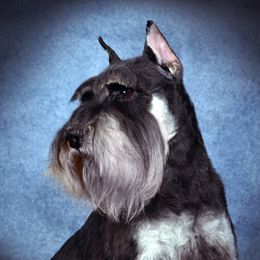 Charm - Miniature Schnauzer