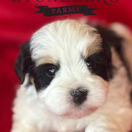 Miniature Schnauzer Puppies from Stoneberg Farms Schnauzers