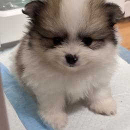 AKC Sable Parti Boy - Cream sable parti male Pomeranian puppy in Douglas, Massachusetts from Country Oak Poms LLC