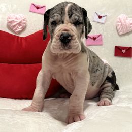 Boy 4 - Great Dane puppy from City Slicker Danes