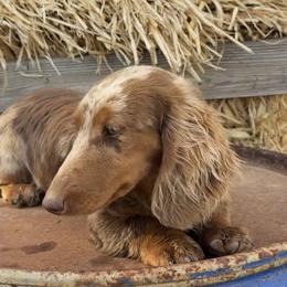 Dachshunds from Juniper Ridge Dachshunds