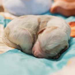Cavapoo Puppies from Curly Q Cavapoos