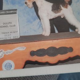 Freddie - Wire Fox Terrier