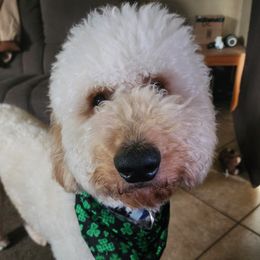 Eros - Goldendoodle