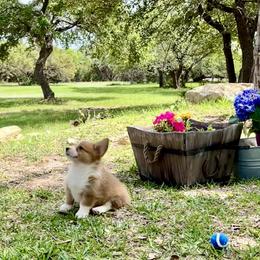 Pembroke Welsh Corgi Puppies from McCall Creek Corgis