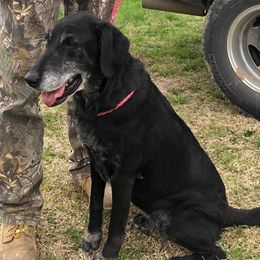 Labrador Retriever All Grown Up from Cherrywood Kennel