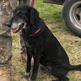 Labrador Retriever All Grown Up from Cherrywood Kennel