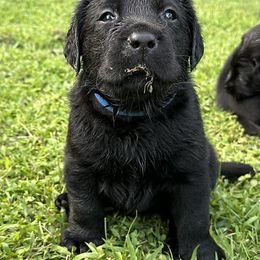 Boy 3 - Labrador Retriever puppy from Findaway Labradors