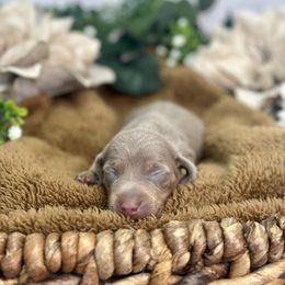 Dachshund Puppies from Harrison Farm