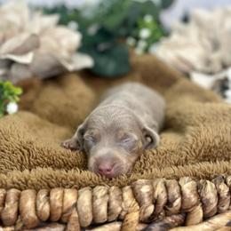 Dachshund Puppies from Harrison Farm
